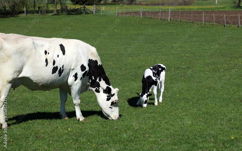 Tiny newborn Holstein calf looks like it is grazing with mother cow on a sunny day in the meadow Tiny newborn Holstein calf looks like it is grazing with mother cow on a sunny day in the meadow