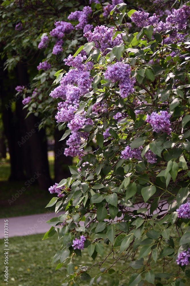 Lilac flowers in the park
