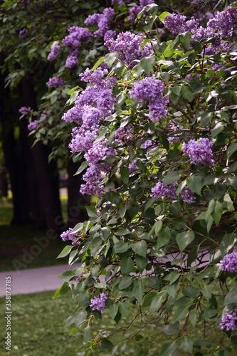 Wallpaper Mural Lilac flowers in the park Torontodigital.ca