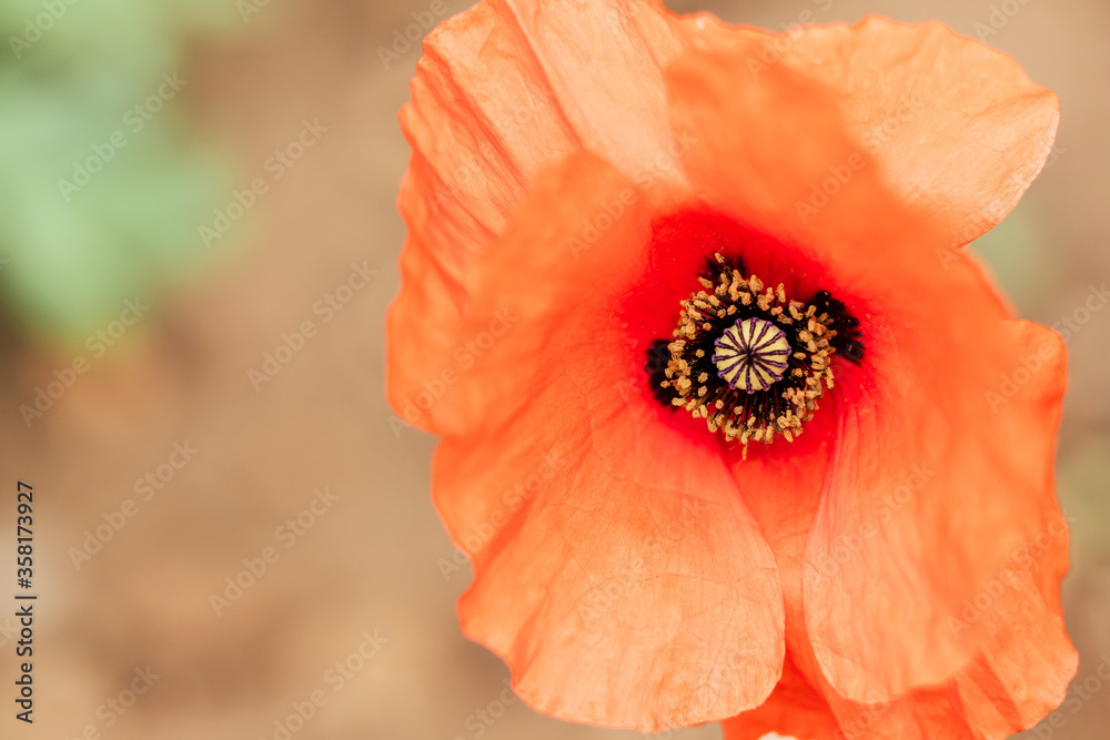 Closeup sur les pistils d'un joli coquelicot Closeup sur les pistils d'un joli coquelicot