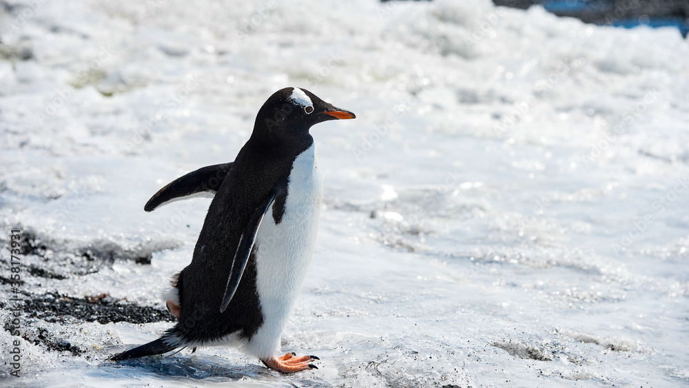 Fototapeta premium It's Portrait of a Gentoo Penguin (Pygoscelis papua) in Antarctica