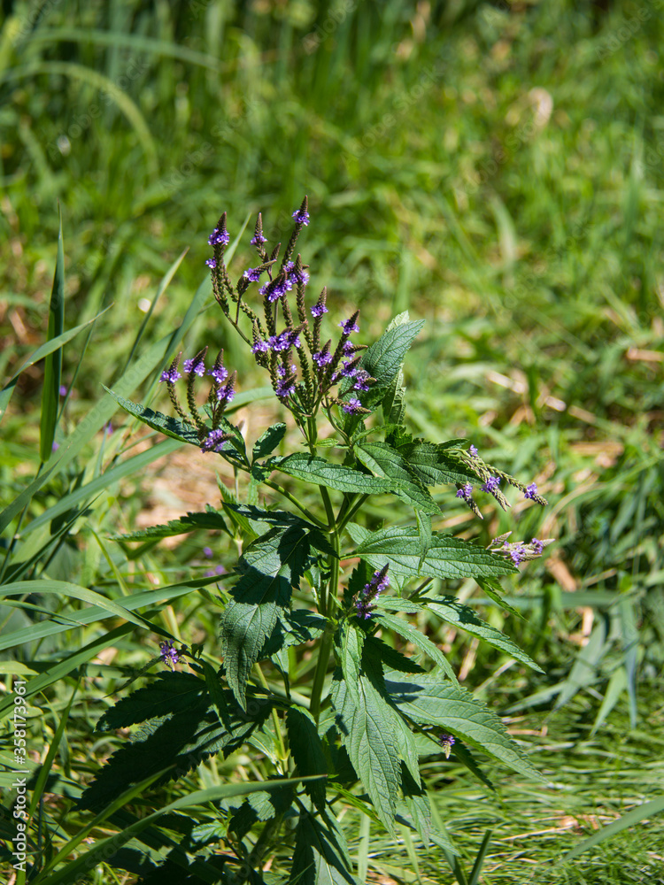 Isolated purple flowers on a green plant Isolated purple flowers on a green plant