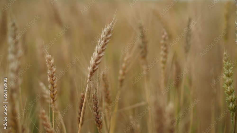 Close-up: Spikelets of wheat with grain shakes wind. Grain harvest ripens in summer. agricultural business concept. environmentally friendly wheat Close-up: Spikelets of wheat with grain shakes wind. Grain harvest ripens in summer. agricultural business concept. environmentally friendly wheat