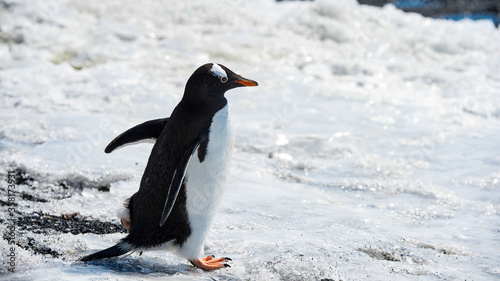 It s Portrait of a Gentoo Penguin  Pygoscelis papua  in Antarctica