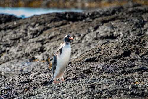 It's Gentoo Penguin (Pygoscelis papua) on the Antarctic coast