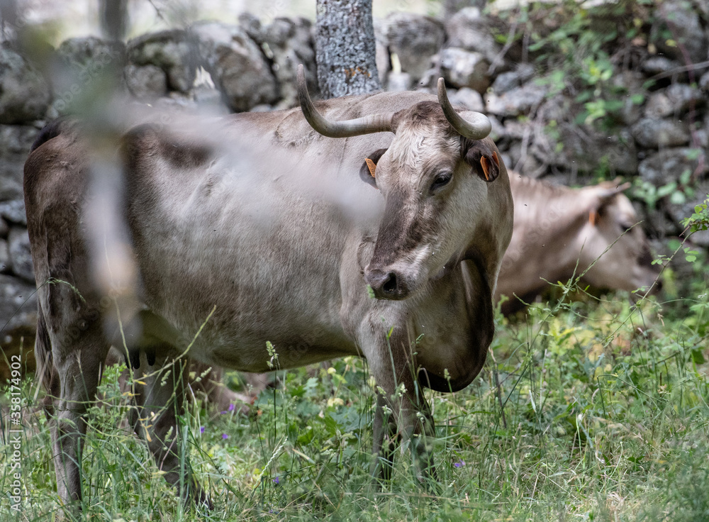 una vaca muy vieja entre la hierba una vaca muy vieja entre la hierba