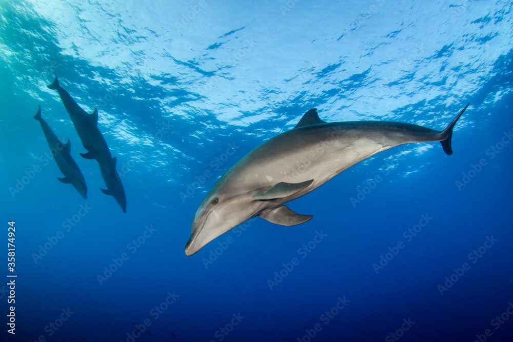Naklejka premium dolphins underwater