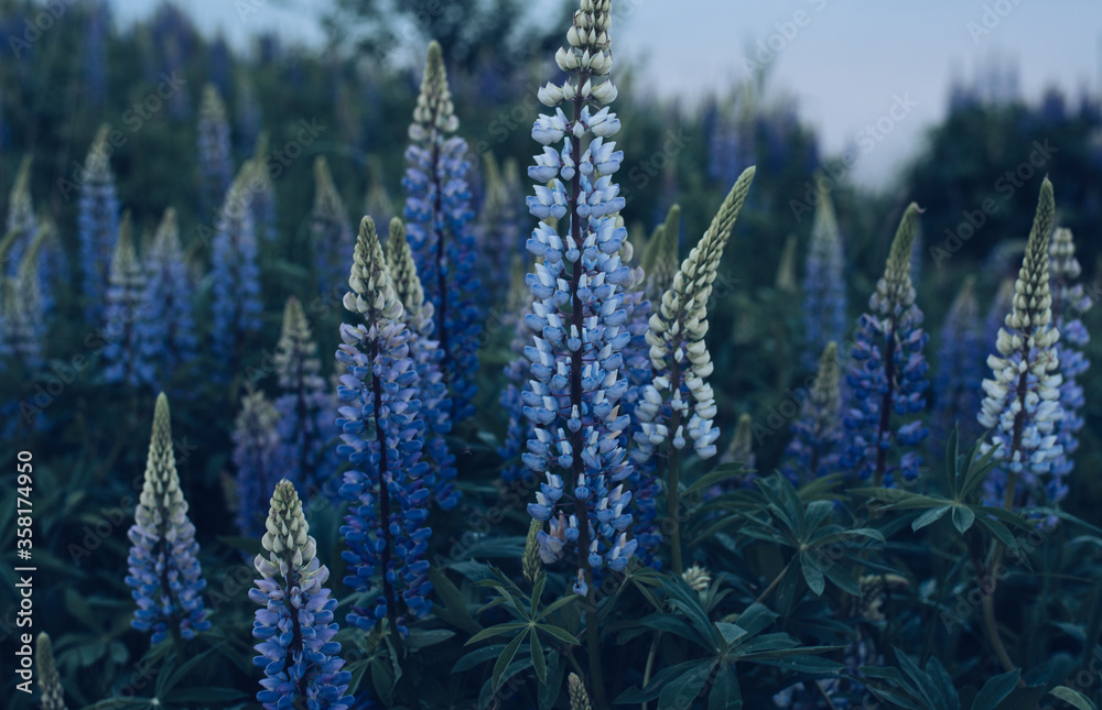 Beautiful lupine flowers in nature. Summer evening,
