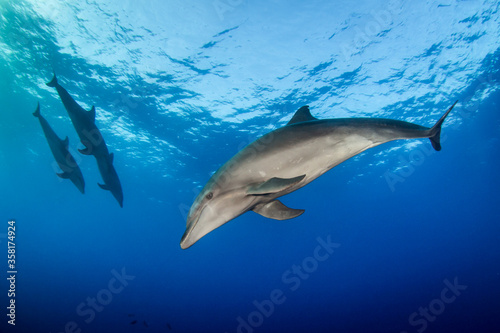 dolphins underwater