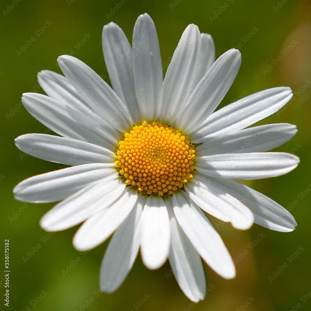 Fototapeta premium A magnificent daisy.
