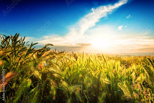 Sunset amog tall grass in middle America photo