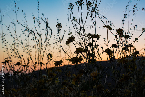 Flower Silhouette at Sunset 3