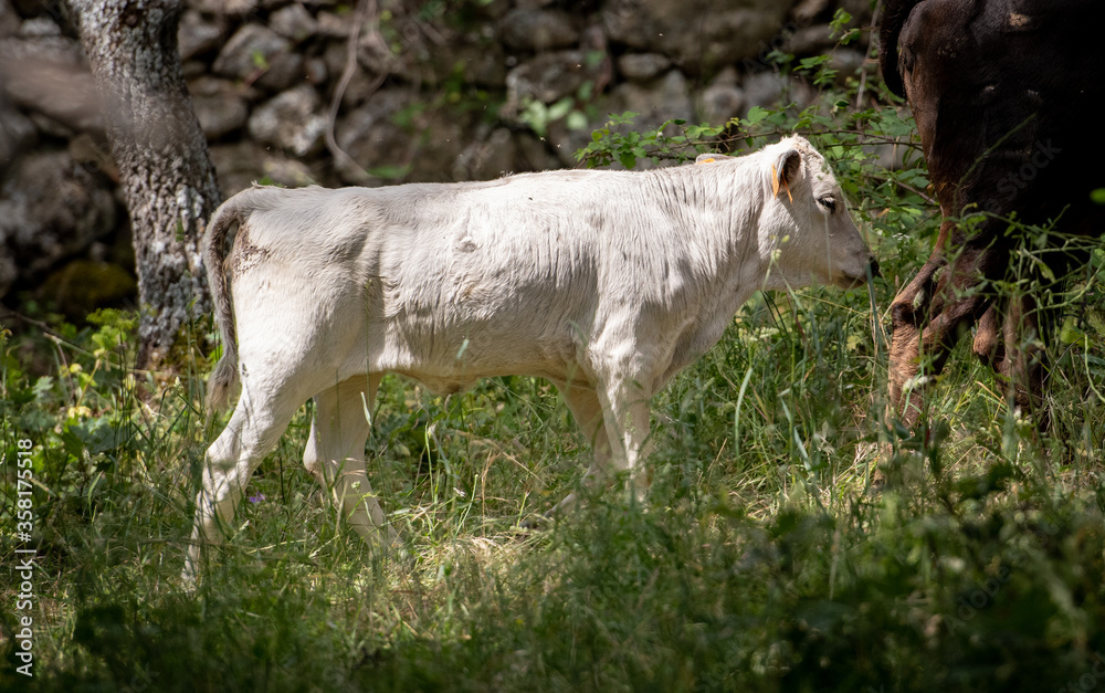 Fototapeta premium Un becerro de toro de perfil 