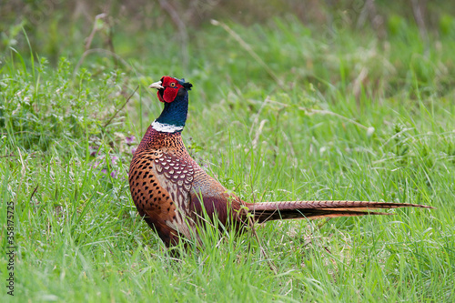 Common pheasant (Phasianus colchicus), large colorful bird with long tail standing in the grass. Red face, green neck and brown spotted body. Green background. Scene from wild nature. 