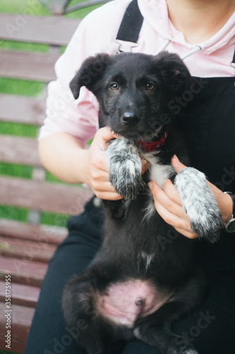 Black and white puppy. A small puppy in the hands of a girl. The puppy gives a paw to the owner. A black dog with a red collar. Assistance to homeless animals. Love for animals. Pets.