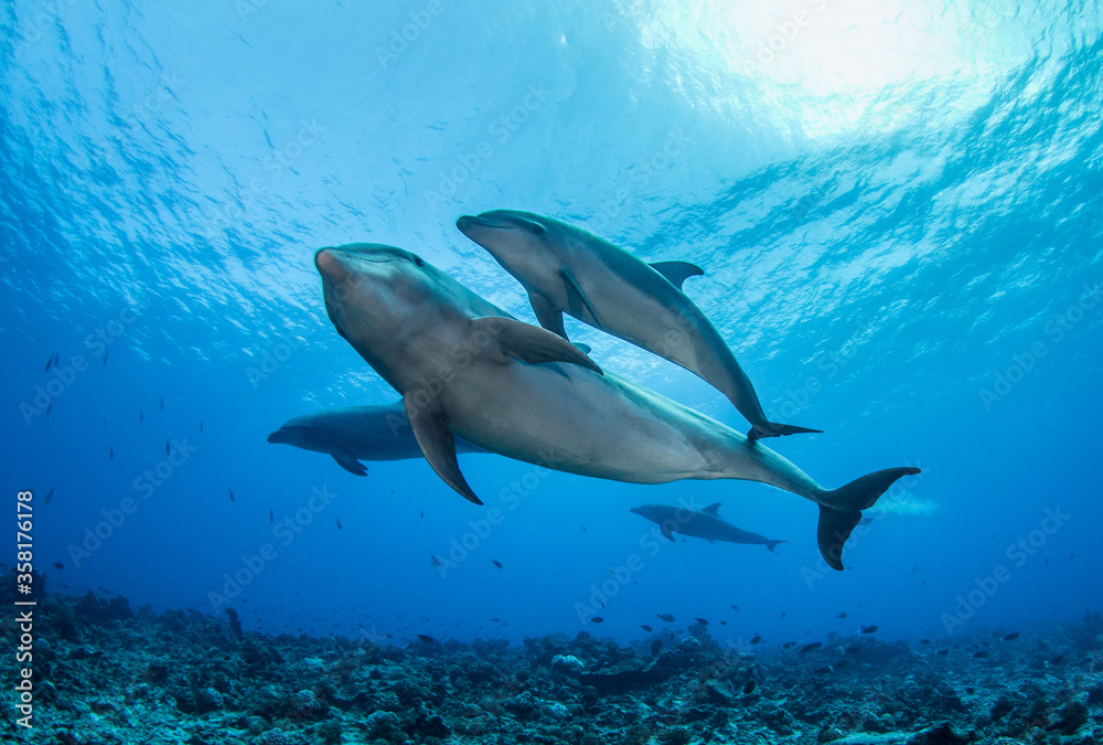 Obraz premium dolphins underwater