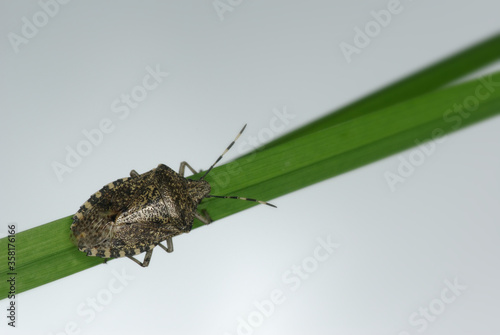 Punaise nébuleuse (Rhaphigaster nebulosa, Pentatomidae) photo