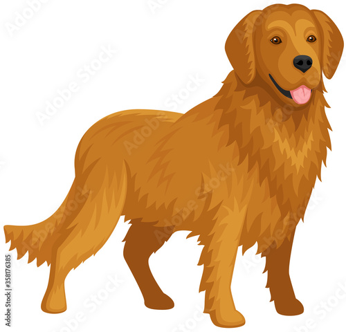 Vector illustration of a standing golden retriever.