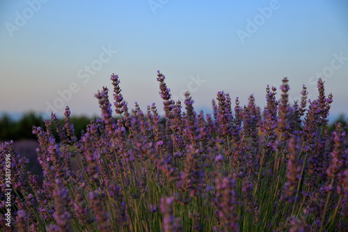Lavender field. A field of ripe lavender to be harvested. close-up view.