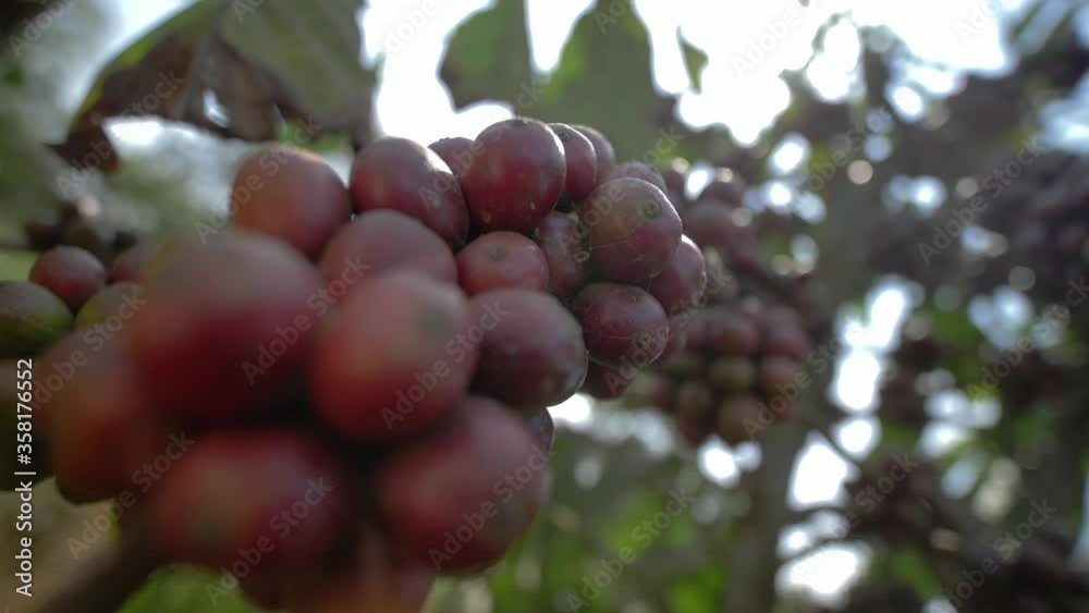 coffee plant with ripe beans. coffee beans ripening on the branch, plantation in Vietnam, Asia. group of ripe and raw coffee berries on coffee tree branch coffee plant with ripe beans. coffee beans ripening on the branch, plantation in Vietnam, Asia. group of ripe and raw coffee berries on coffee tree branch