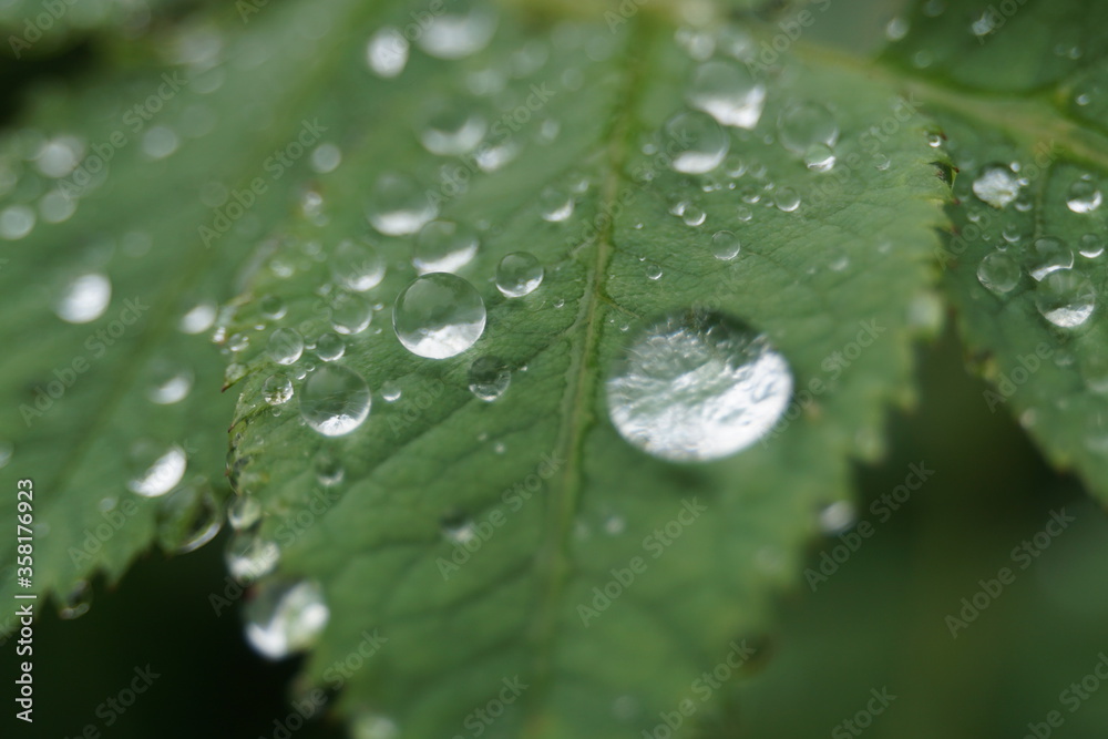 rain drops on leaf rain drops on leaf