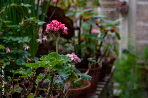 flowers in a greenhouse