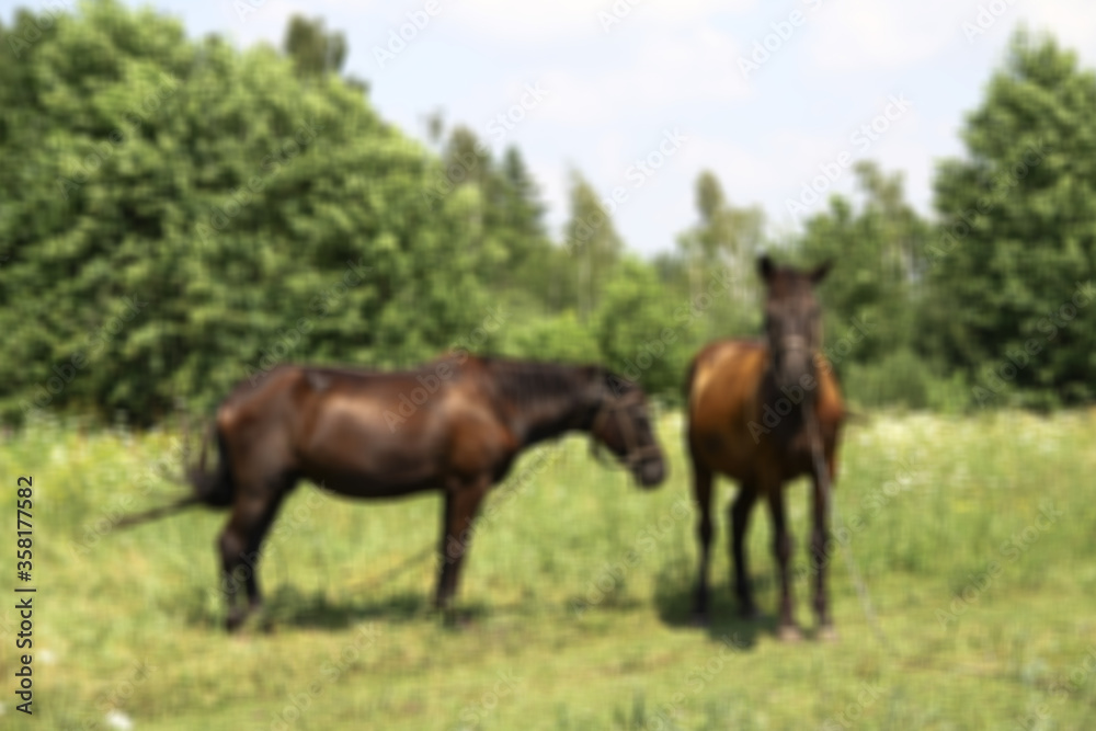 Beautiful racehorse on a pasture in the village. Horse in nature near the forest. Stock background for design Beautiful racehorse on a pasture in the village. Horse in nature near the forest. Stock background for design