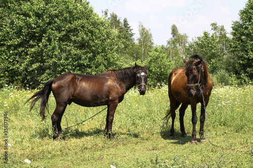 Beautiful racehorse on a pasture in the village. Horse in nature near the forest. Stock background for design