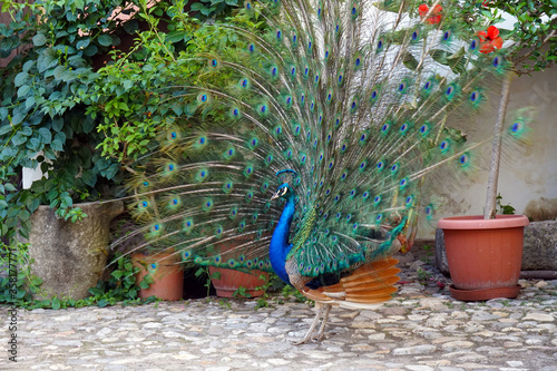 peacock spreading it's tail while mating