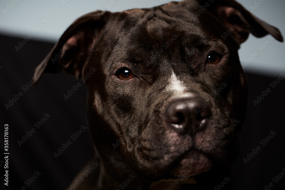 American pit bull terrier. Close up.