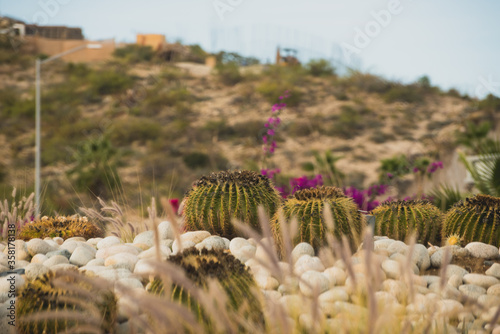 Awesome vegetation view of  San Jose Del Cabo  Saint Joseph of the Cape Mexican Town