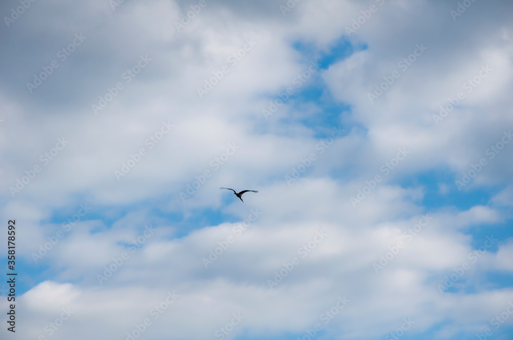 Birds fly against the blue sky and white clouds. Beautiful natural background. Birds fly against the blue sky and white clouds. Beautiful natural background.