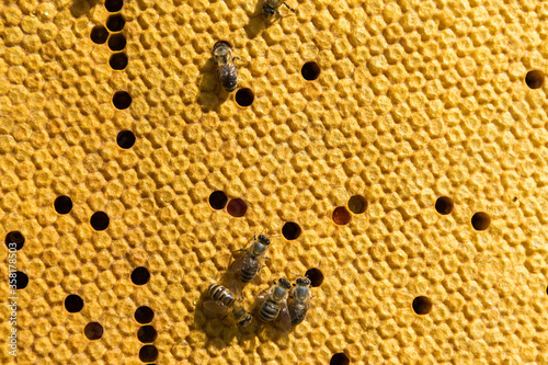 Closeup of a frame with a wax honeycomb of honey with bees on them. Apiary workflow.