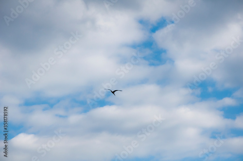 Birds fly against the blue sky and white clouds. Beautiful natural background.