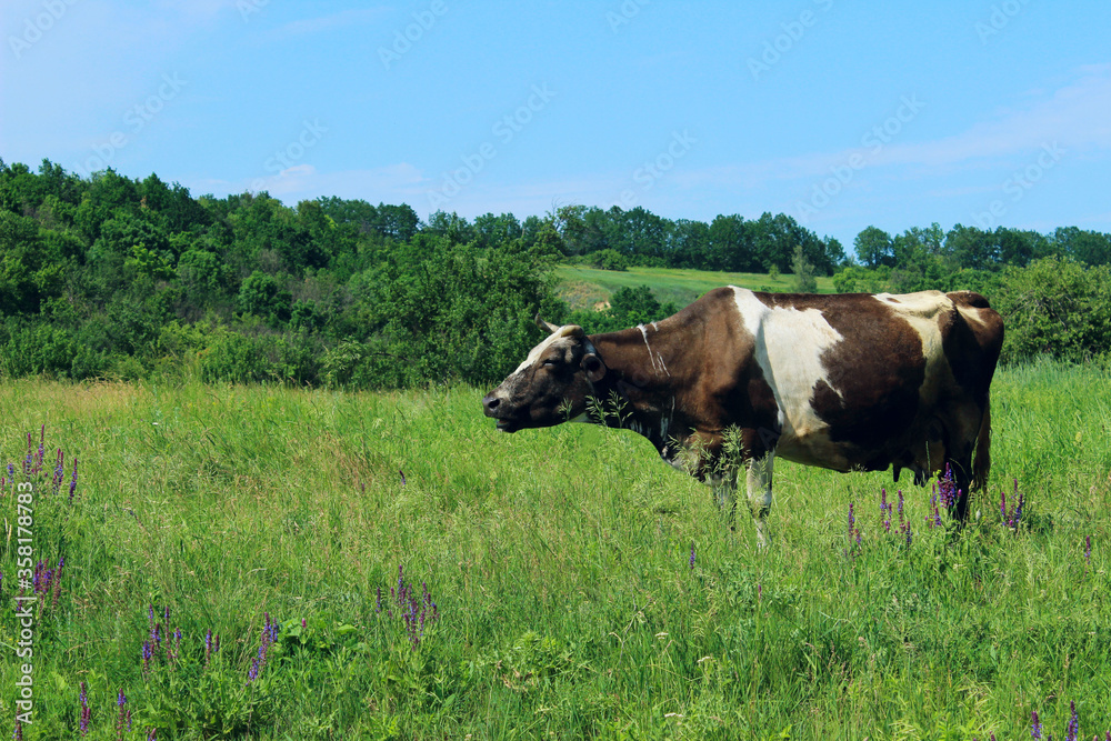 Cow standing in farm pasture. Shot of a herd of cattle on a dairy farm. Nature, farm, animals, travel concept. Cow and beautiful landscape background.