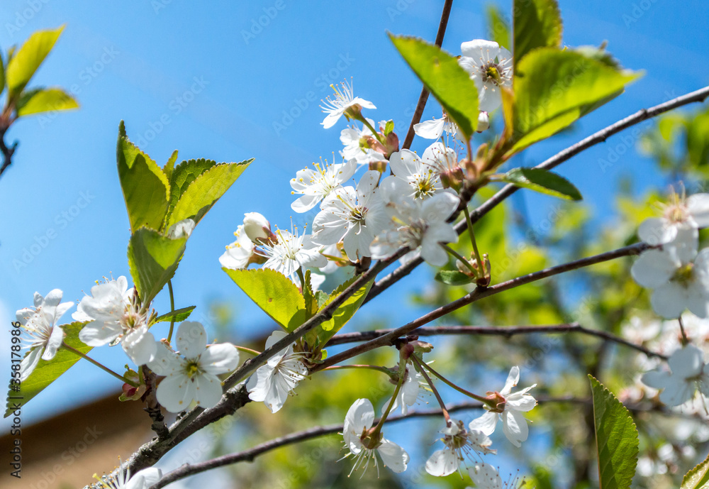 flowering cherry branch with white flowers against the blue sky flowering cherry branch with white flowers against the blue sky