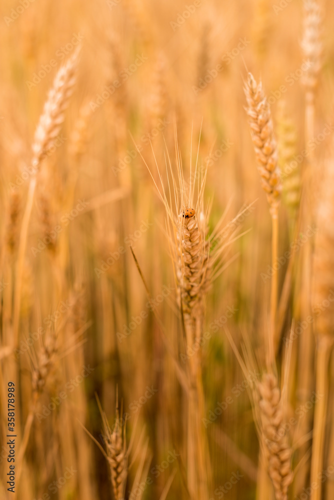 Wheat field . Golden spikelets of wheat closeup. Harvest concept. Wheat field . Golden spikelets of wheat closeup. Harvest concept.