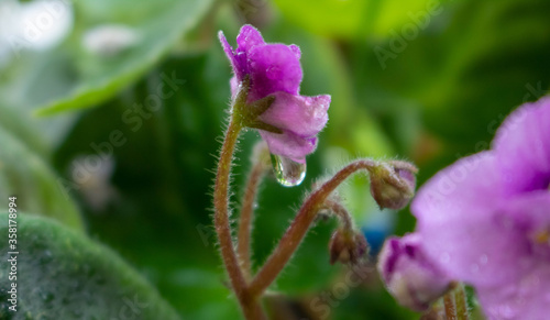 Lilac little violet with water droplets on the petals.Home flowers care