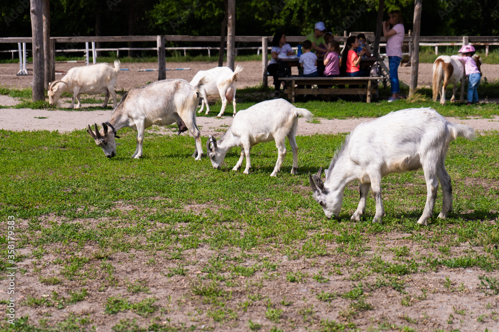 Goats nibble the grass in the meadow Goats nibble the grass in the meadow