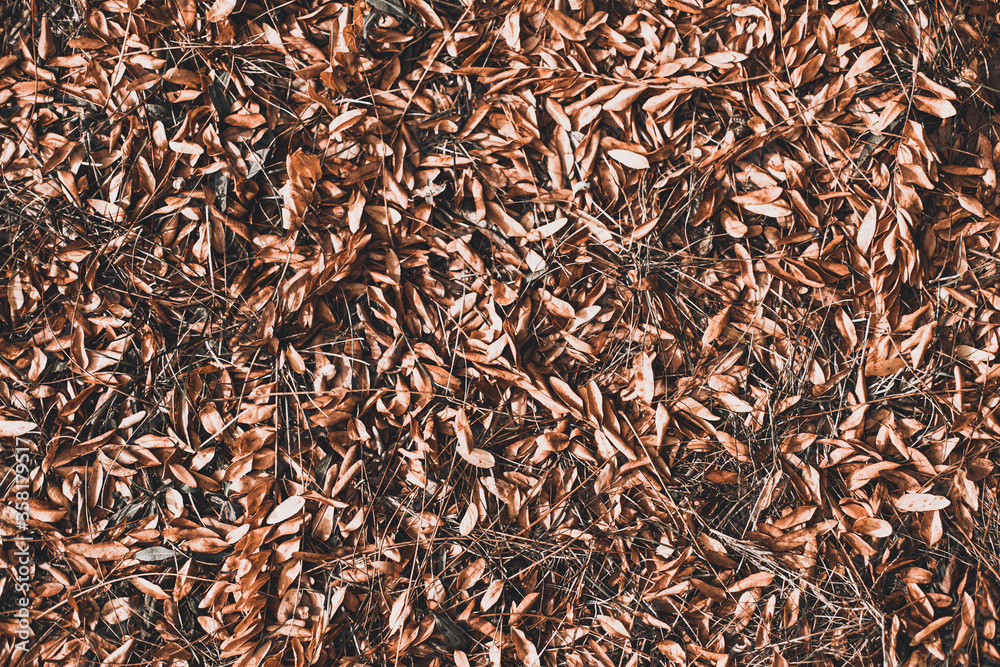 Scattered dried brown and orange fall leaves background texture. Colors of gold autumn. Seasonal decoration concept. Scattered dried brown and orange fall leaves background texture. Colors of gold autumn. Seasonal decoration concept.