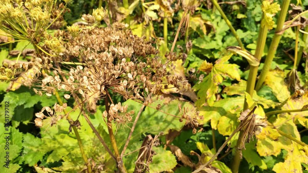 Seeds of dangerous toxic plant Giant Hogweed (Heracleum, Cow Parsnip) that forms burns and blisters on human skin after influence Seeds of dangerous toxic plant Giant Hogweed (Heracleum, Cow Parsnip) that forms burns and blisters on human skin after influence