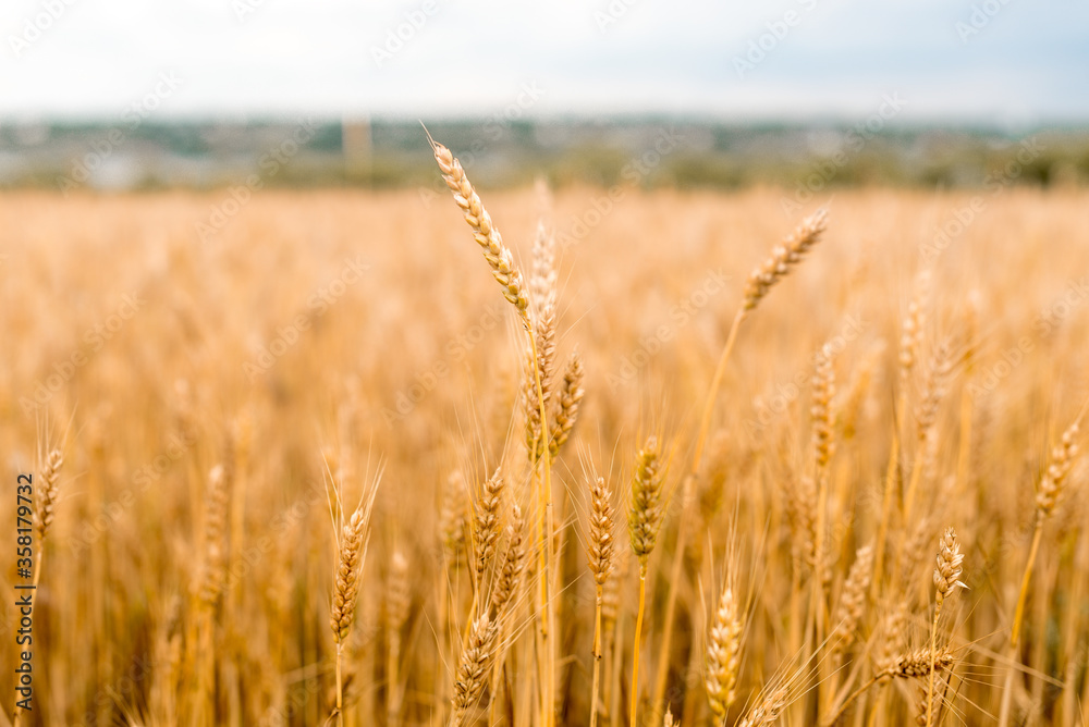 Wheat field . Golden wheat closeup. Harvest concept.