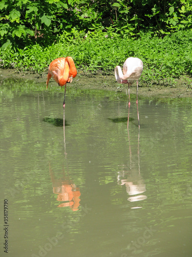Flamingos stand in the water in search of food. Beautiful couple of birds in tropical countries. Stock photo background