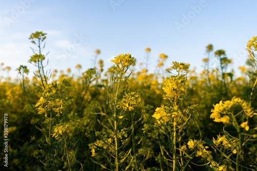  Buckwheat field in bloom © Stanislavskyi