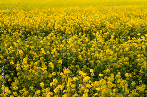  Buckwheat field in bloom © Stanislavskyi