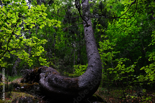 Unique pine tree oddly shaped and crooked on olympus mountain forest landscape surrounded by beech trees and leaves