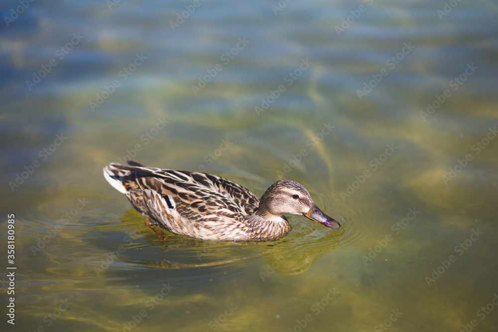Fototapeta premium Brown female duck swimming on a water pond