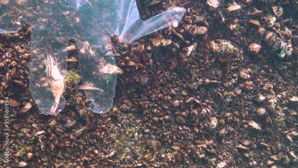 Plastic trash in the sea, animal killer in water, shrimp fell into a death trap in a plastic glove. Black Sea Plastic trash in the sea, animal killer in water, shrimp fell into a death trap in a plastic glove. Black Sea