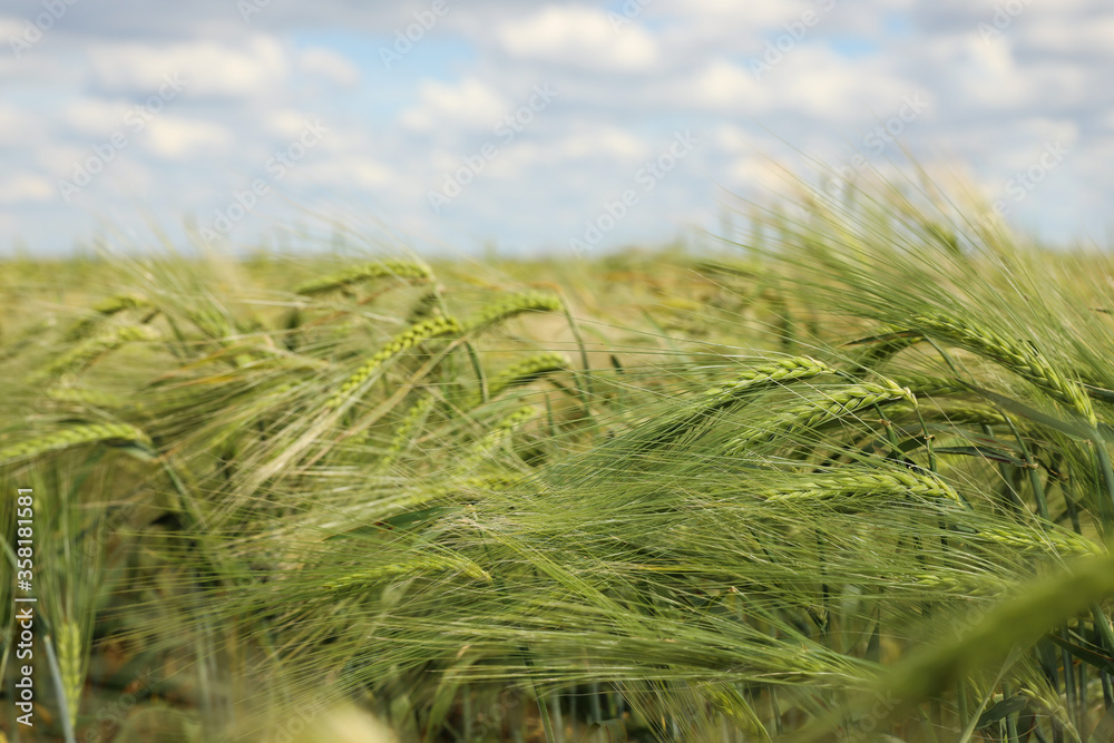 Agricultural field with ripening cereal crop on cloudy day Agricultural field with ripening cereal crop on cloudy day