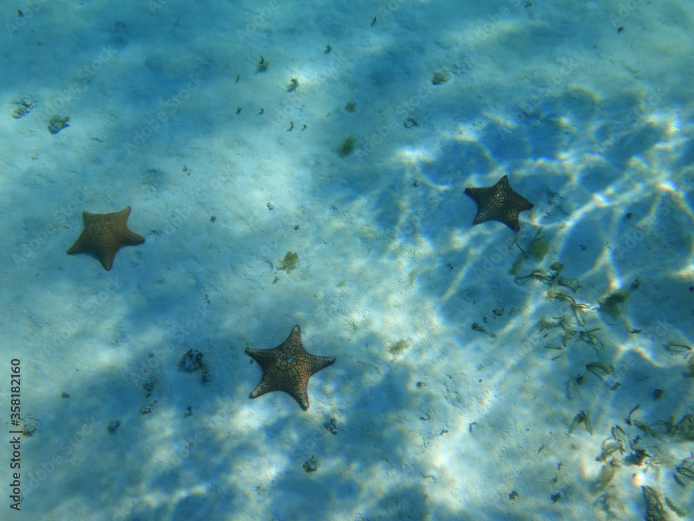 Fototapeta premium ESTRELLA DE MAR EN MAR CARIBE